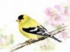 American Goldfinch