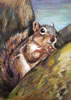 Grey Squirrel