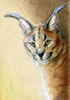 Caracal