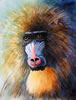 Wild Mandrill