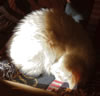 Snowy's Nap